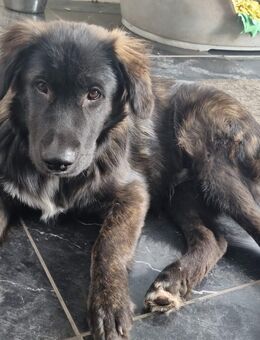 Welpen suchen ein neues Zuhause - Krefeld