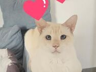 Fritzi liebt Menschen / FFM - Geisenheim