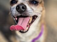 🐾 Tigus kleiner Prinz sucht Thronplat - Kassel