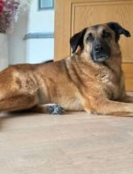 Miss Lucy, treuherzige Seniorin,8J 93047 - Vaterstetten