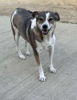 Paula- katzenverträglich, dankbar - Alfdorf