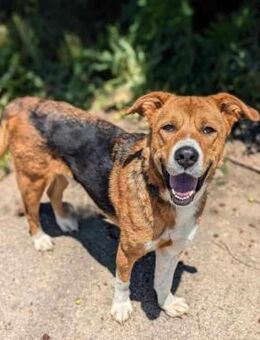 Brando - Notfall - - Weilmünster