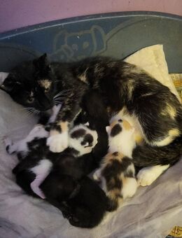 Katzenkinder suchen liebevolles neues Zuhause - Wirdum