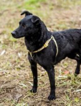 Adri - kleine Mischlingshündin - Remagen