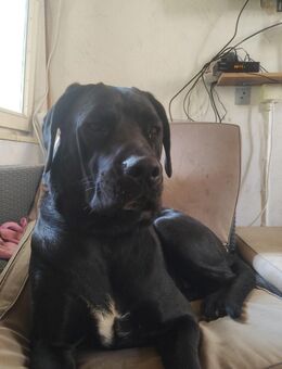 Deutsche Dogge Hündin - Halberstadt Zentrum