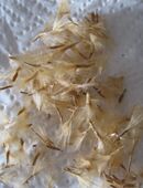 Oleander Samen rot in 74653