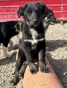 Cielo - mit dem treuen Blick - Celle