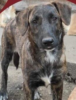 Junghündin Melody - Köln