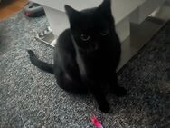 Dobby und Bagira suchen ein neues Zuhause - Velbert Zentrum