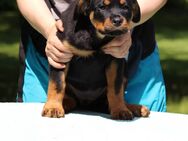 Rottweiler Hündin sucht die beste Familie und ein Zuhause für ein gemeinsames Leben! - Eckernförde