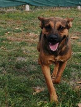 Liebenswerte Bambi sucht Euch - Olsberg