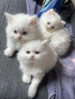 Ragdoll - Perse Baby Katzen - Gladbeck