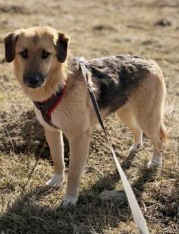 Stitch Familienhund, verspielt,neugierig - Blankenheim (Nordrhein-Westfalen)