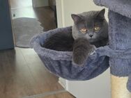 Katze British - Halle (Saale)