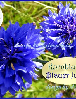 ♥ Kornblumen Blauer Junge,Samen,Tulpenstolz,Bienenweide,Tee,essbare Blüten,Garten,samenfestes Saatgut,herbs,Seeds,Centaurea cyanus - Hamburg