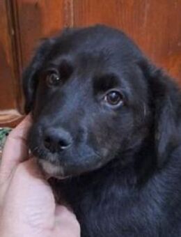 Baby HELGA sucht Familie - Gefrees