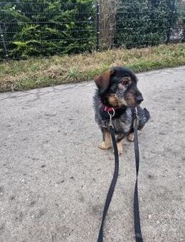 Dackelmix Moses wünscht sich ein Weihnac - München