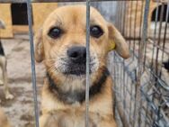 Lucy möchte schnell aus dem Tierheim - Wallerfangen