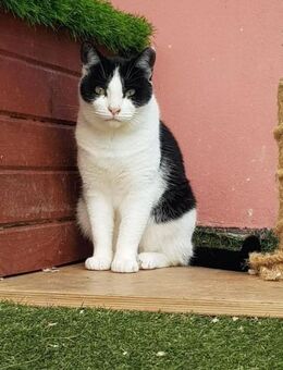 🐾 Sanfte Katze Nora sucht Liebe 🐾 - Eislingen (Fils)