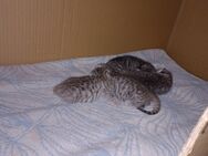 Katzenbabys/Kitten grau getigert - Großpösna