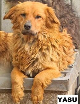 Hund Yasu sucht liebe Menschen - Neuhausen (Fildern)