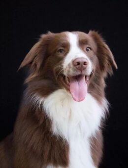 Australian Shepherd Welpen - Nanzdietschweiler