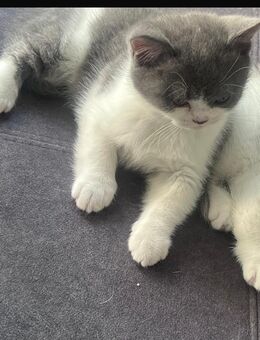 Britisch Kurzhaar Kater - Dortmund
