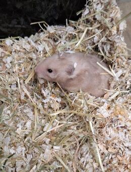 Hamster Goldhamster in Not - Straßkirchen