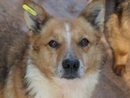 Unser lieber Sunny sucht seine Familie - Kallmünz