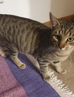 Katzen Brüder 11 Monate alt - Aspach