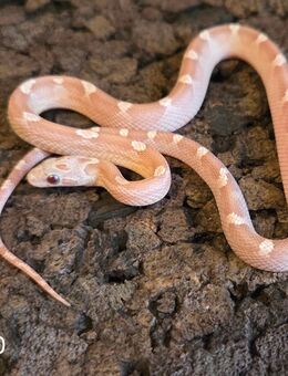 Ghostblood Motley Pied, Anery Motley - Schwelm