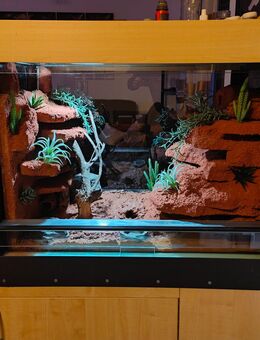 Leopardgecko, Terrarium, Geckos - Willanzheim