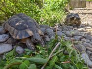 Nachzuchten Breitrandschildkröten Testudo Marginata 2014 - 2016 - Königsbrunn