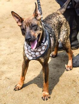 Shila - bist Du ihr Mensch? - Velbert