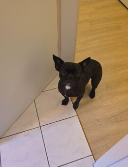 2 Französische Bulldoggen - Halle (Saale)