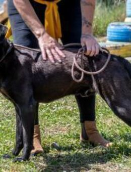 Diego, jung und verspielt - Brunstorf