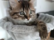 Kitten / Katzenbabys suchen ein Zuhause - Gaimersheim