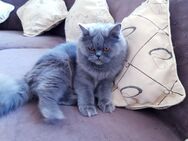 Katze weibchen 1, 7 jahre alt perser bkh grau - Berlin
