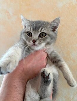 BKH Kater in liebevolle Hände abzugeben - Herdwangen-Schönach