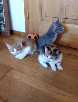 Babykatzen abzugeben - Riedering