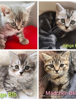 BKH/BLH Kitten - Wuppertal
