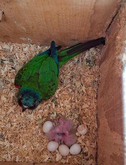 Emmas Weißohrsittiche Pyrrhura leucotis emma - Groß Miltzow