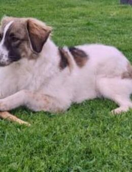 Ozora sucht ihre Herzensmenschen! - München