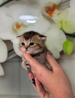BKH Kitten - Ellhofen