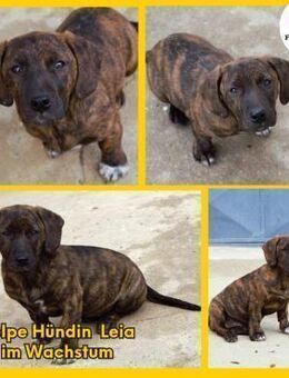 Leia kleine Hündin Mischling Junghund - Margetshöchheim