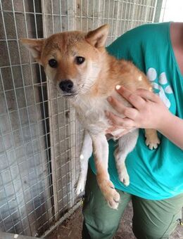 Palinka, schüchterner Shiba Inu Rüde - Remagen