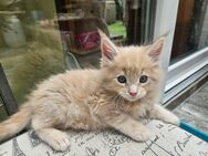 Maine Coon mit Stammbaum suchen ein zu Hause - Euskirchen Zentrum