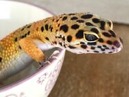 Sehr hübscher Leopardengecko abzugeben - Freiburg (Breisgau)