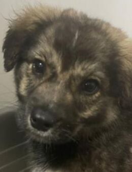 Kayla - verschmustes, liebes Mädchen - Hamburg