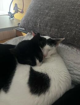 Garry und Billy aus dem Tierschutz - Grevenbroich